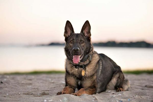 k9-maverick-fairfield-police-ct-min_orig-1 k9-maverick-fairfield-police-ct-min_orig-1